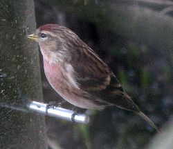 redpoll