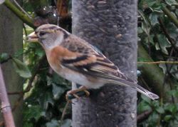 brambling
