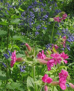 Red campion with bluebells in Craigton Wood