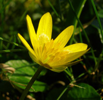 Celandine