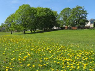 Mains Estate Park in winter