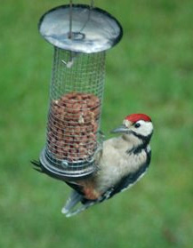 Great spotted woodpecker feeding on peanuts